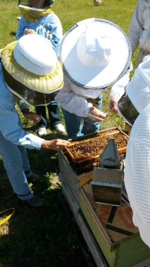 Mastering the Art of Beekeeping Seminar